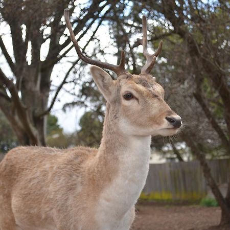 Deer Park Motor Inn Armidale Esterno foto
