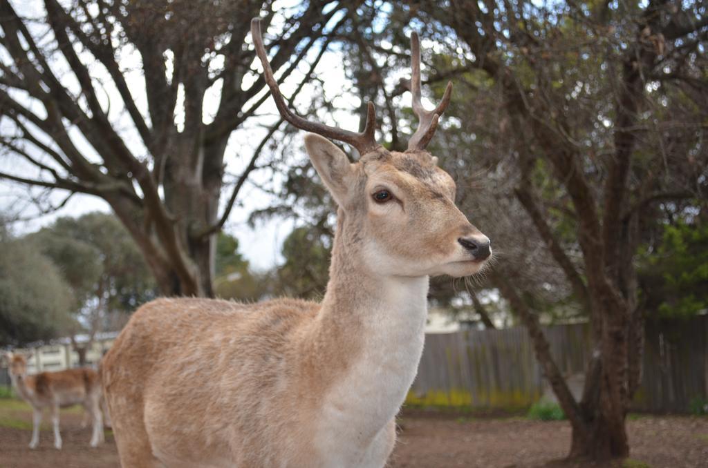 Deer Park Motor Inn Armidale Esterno foto