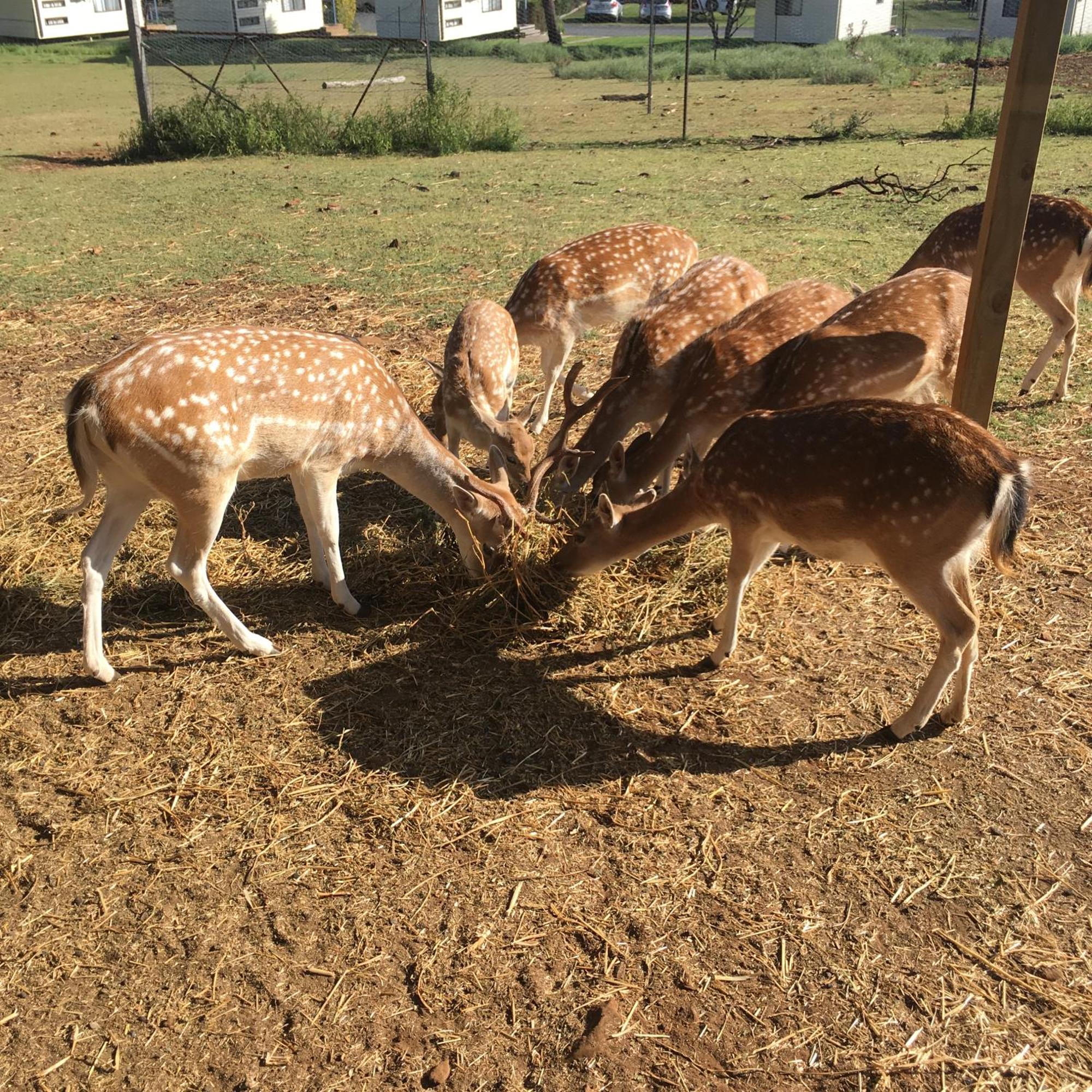 Deer Park Motor Inn Armidale Esterno foto