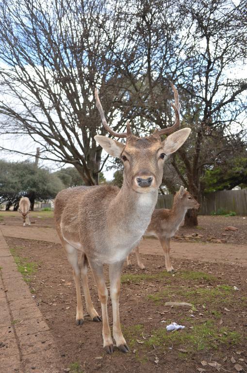 Deer Park Motor Inn Armidale Esterno foto