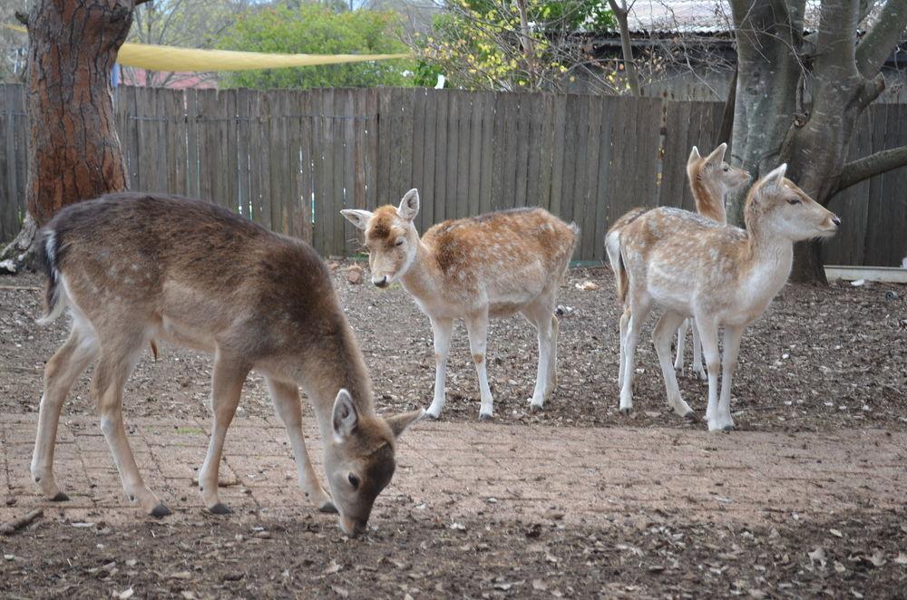 Deer Park Motor Inn Armidale Esterno foto