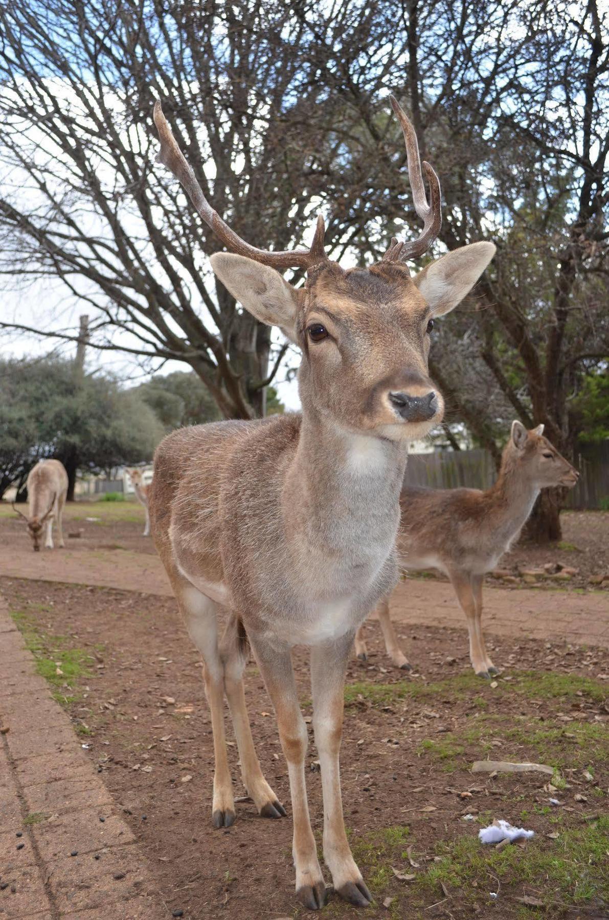 Deer Park Motor Inn Armidale Esterno foto